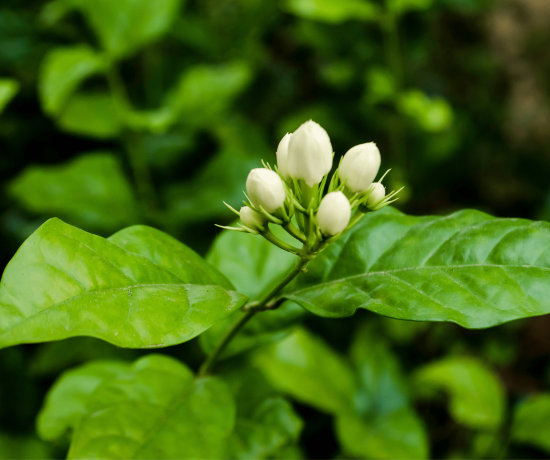 Té de Jazmín: Propiedades y beneficios – Blend Store